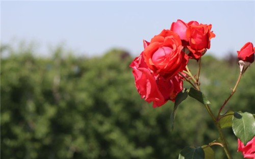 西安墓地大概多少錢-西安墓地行情如何？