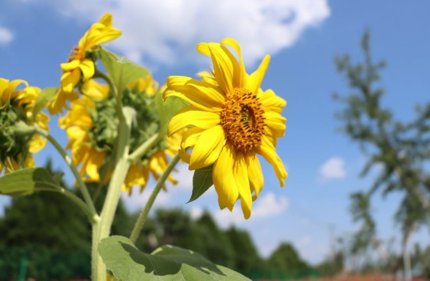 西安墓園墓地--西安墓園墓地：一處絕佳的安息之所 