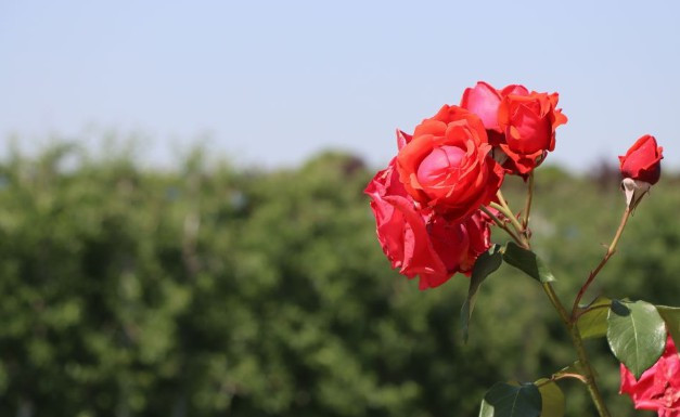 西安霸陵墓園恩澤園報價墓園價格-公墓價格一覽表