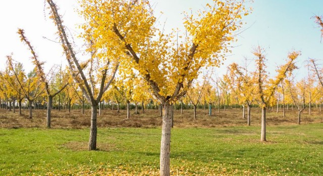 西安九龍山公墓價(jià)格使用年限，西安九龍山公墓的價(jià)格體系與使用期限