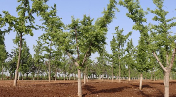 西安要買墓地？西安的價(jià)格早已被網(wǎng)友公開！-漢陵墓園