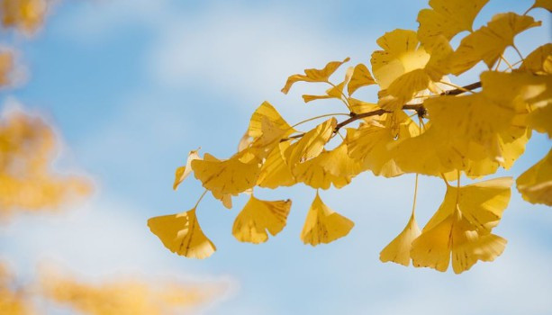 西安人文紀(jì)念園交通情況，來園路線