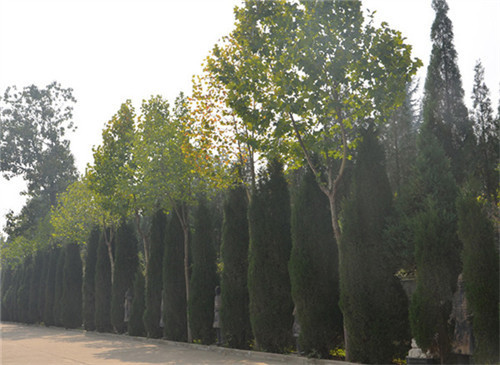 西安鳳棲山公墓的價(jià)格？電話、地址-鳳棲山墓園南區(qū)管理處