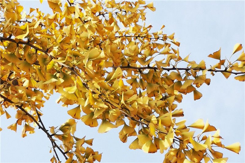 西安壽陽山墓園-百畝銀杏林廣場(chǎng)